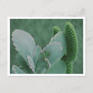 Schöne Wüstenpflanzen-Kunstfotografie Postkarte