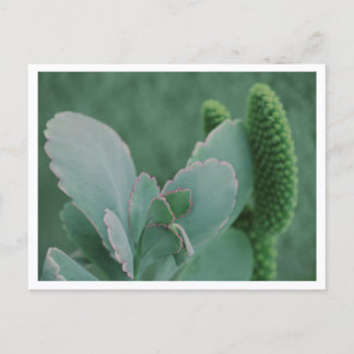 Schöne Wüstenpflanzen-Kunstfotografie Postkarte