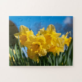 Schöne Yellow Daffodien
