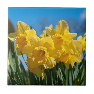 Schöne Yellow Daffodien Fliese