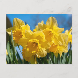 Schöne Yellow Daffodien Postkarte