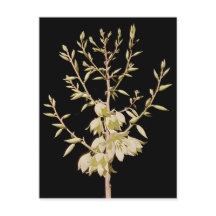 Schöne Yucca Blume Bloom at Night in Texas