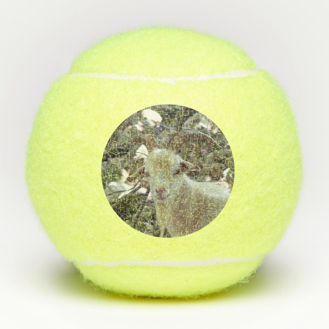 Schöne Ziege Tennisbälle (Vorderseite)