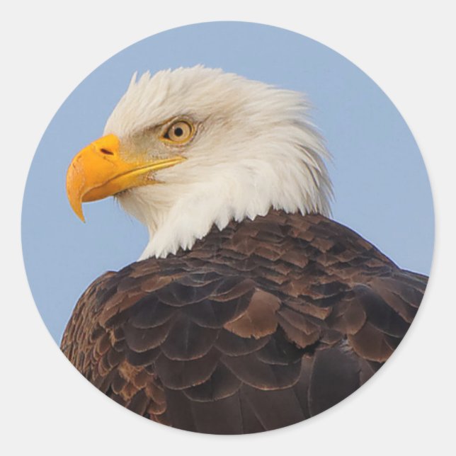 Schöner Adler im Baum Runder Aufkleber (Vorderseite)