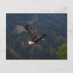 Schöner Adler im Flug Postkarte