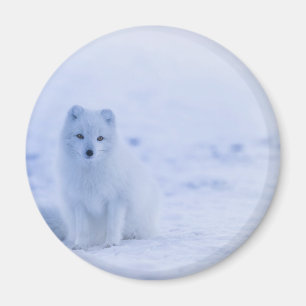 Schöner arktischer Fox Magnet