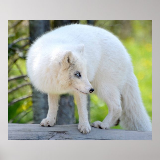 Schöner Artic Fox Poster (Vorne)