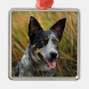 SCHÖNER AUSTRALISCHER KATZHUND IM FELD ORNAMENT AUS METALL