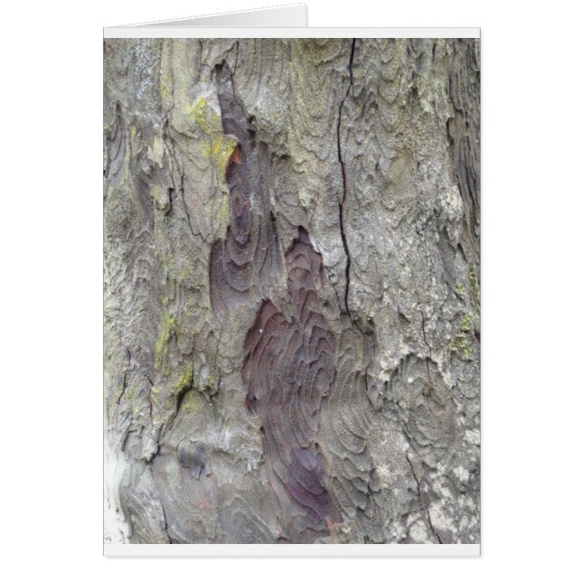 Schöner Baum (Vorne)