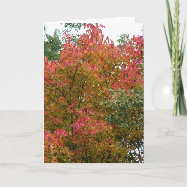 Schöner Baum, Gottes Schönheit Karte (Vorderseite)