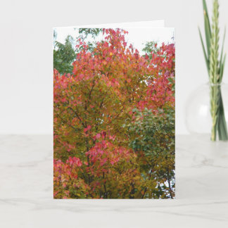 Schöner Baum, Gottes Schönheit Karte