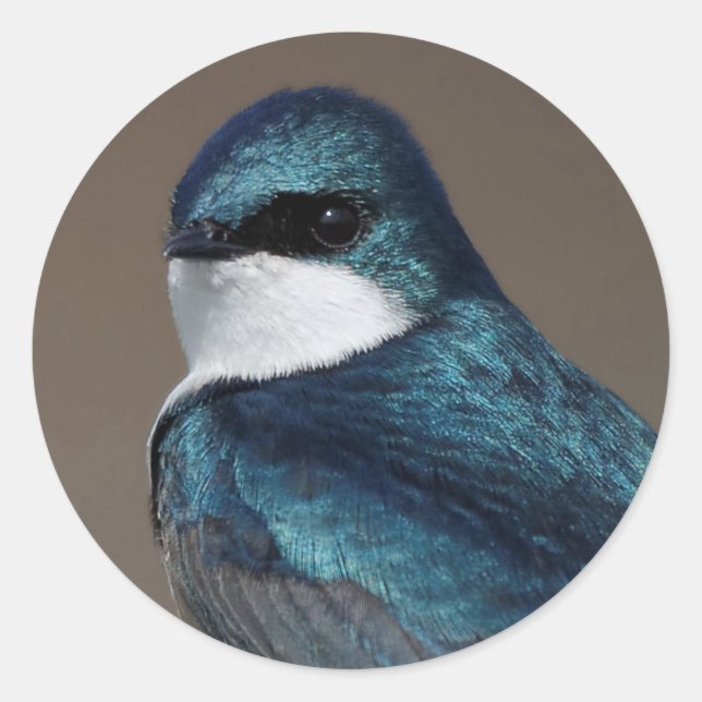 Schöner Baumschlamm Songbird auf einem Draht Runder Aufkleber (Vorderseite)