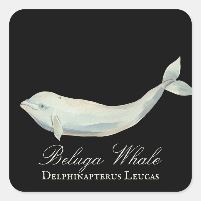 Schöner Beluga Whale, Delphinapterus Leucas Quadratischer Aufkleber (Vorderseite)
