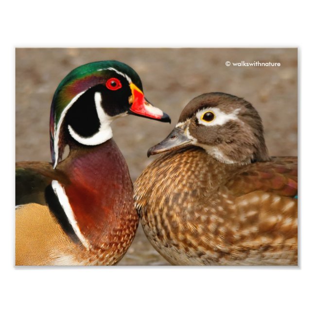 Schöner Berührungsmoment zwischen Holzenten Fotodruck (Vorne)