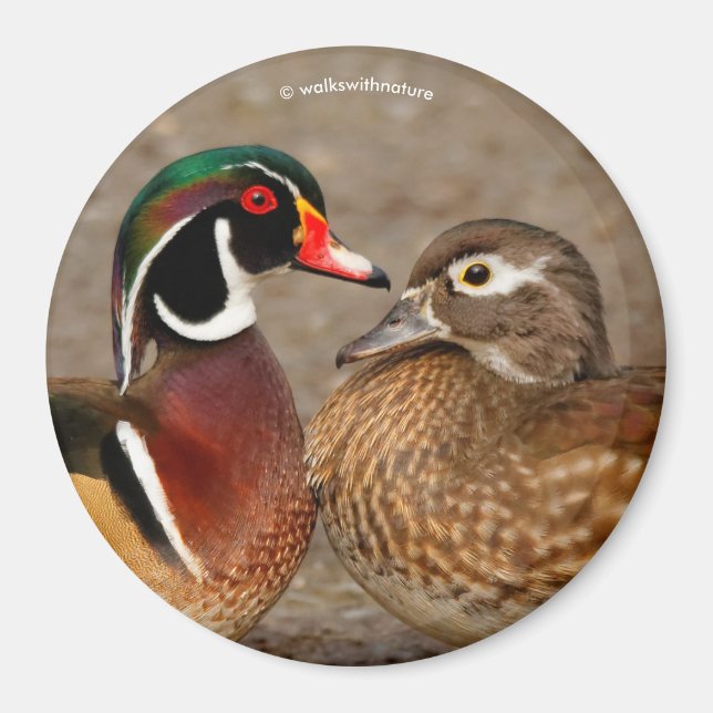 Schöner Berührungsmoment zwischen Holzenten Magnet (Vorne)