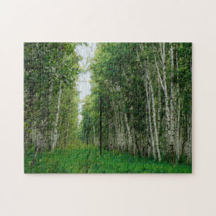 Schöner Birkenwald
