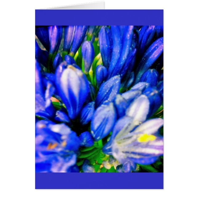 Schöner blauer Agapanthus-leere Greeing Karte (Vorne)