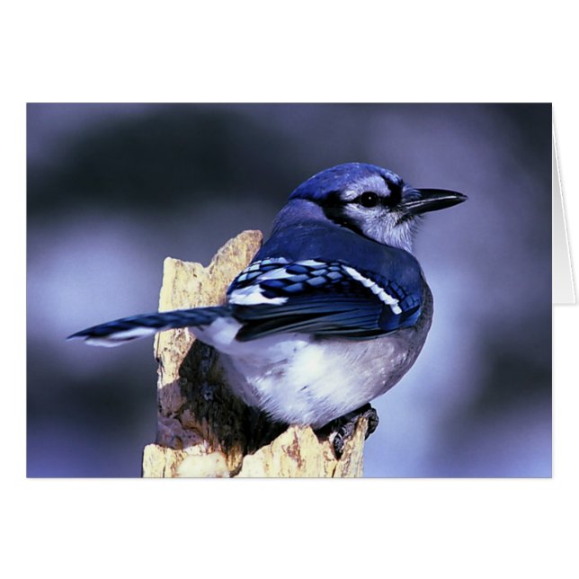 Schöner blauer Jayvogel (Vorderseite (Horizontal))