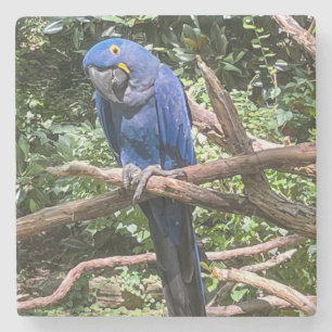 Schöner Blauer Papagei Steinuntersetzer