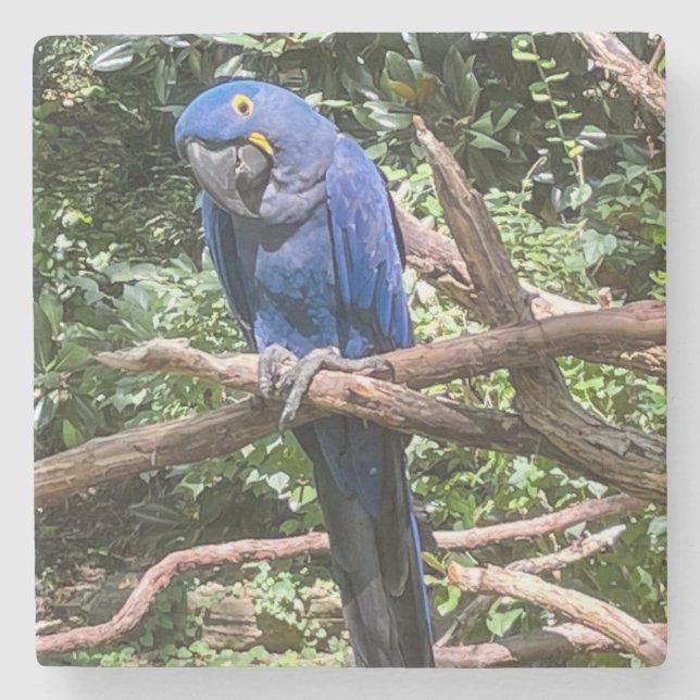 Schöner Blauer Papagei Steinuntersetzer (Vorderseite)