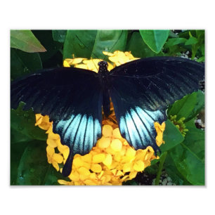 Schöner Blauer Schmetterling auf gelben Blumen Fotodruck