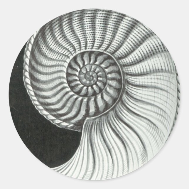 Schöner Bleistift gezeichnet Amaltheus ammonit Runder Aufkleber (Vorderseite)