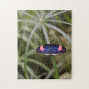 Schöner Blue Butterfly Natur Fotografy Garden