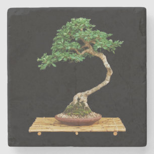 Schöner Bonsai Tree Untersetzer