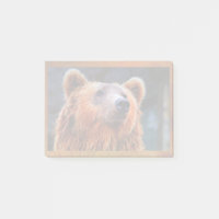 Schöner brauner Bär Portrait Wildlife Foto