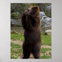 Schöner brauner Grizzlybär