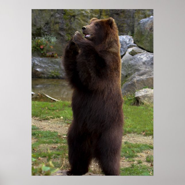 Schöner brauner Grizzlybär Poster (Vorne)