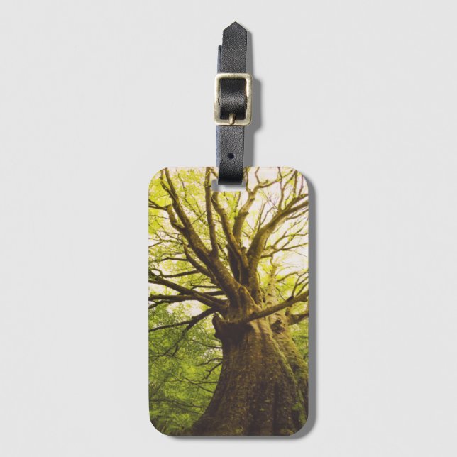 Schöner Buchen-Baum Gepäckanhänger (Vorderseite Vertikal)