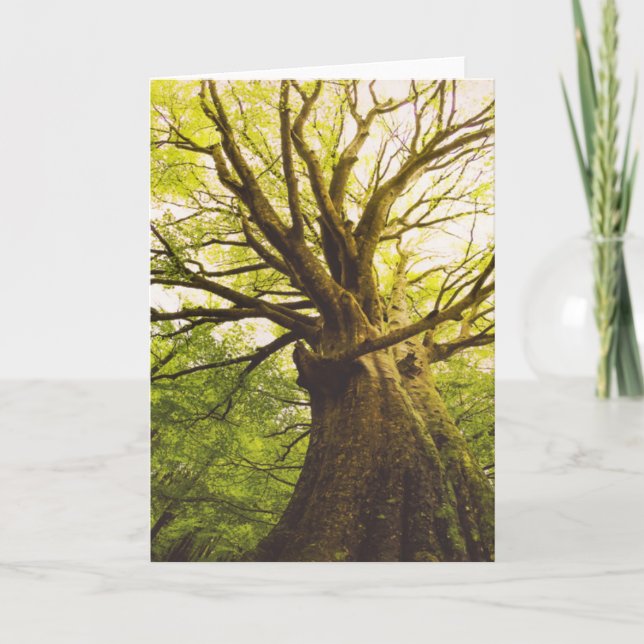 Schöner Buchen-Baum Karte (Vorderseite)