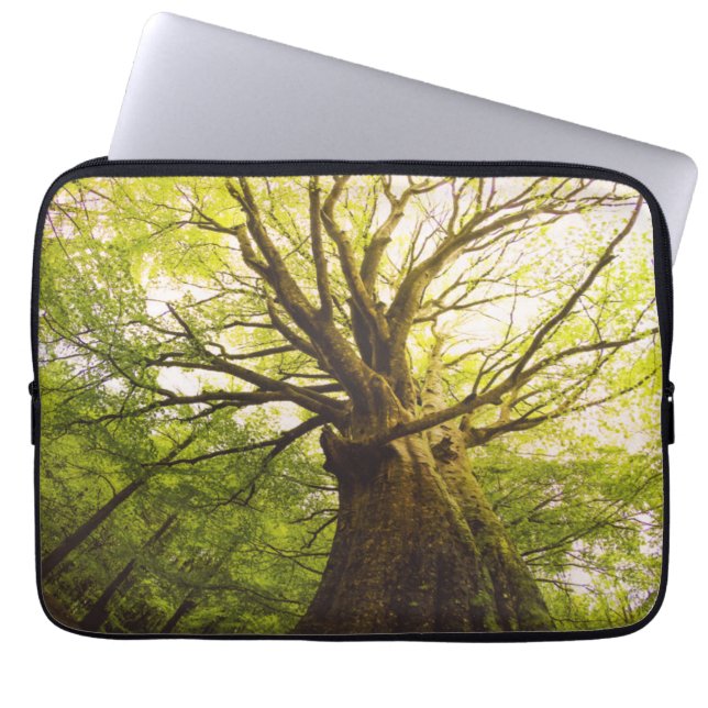 Schöner Buchen-Baum Laptopschutzhülle (Vorderseite)
