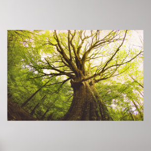 Schöner Buchen-Baum Poster