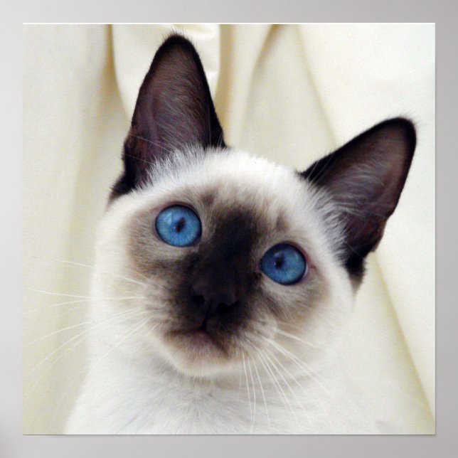 Schöner Chic Sweet Pet Siam Kitten Cat Poster (Vorne)