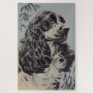 schöner Cocker Spaniel