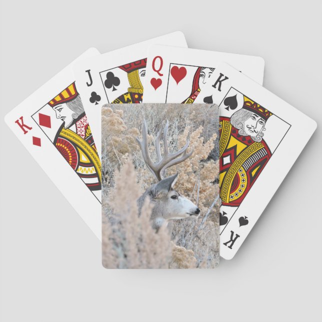 Schöner Colorado-Dollar-Spielkarten Spielkarten (Rückseite)