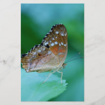 Schöner Danaus Plexippus Butterfly auf dem Leaf.