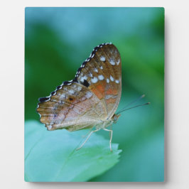 Schöner Danaus Plexippus Butterfly auf dem Leaf. Fotoplatte
