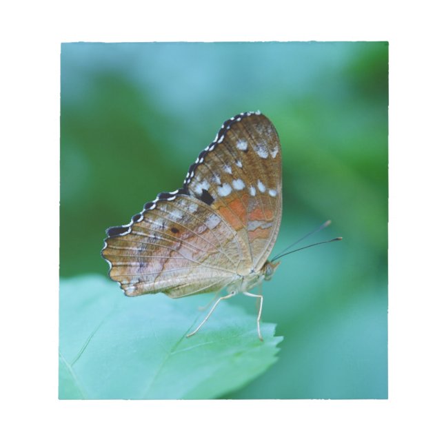 Schöner Danaus Plexippus Butterfly auf dem Leaf. Notizblock (Vorderseite)