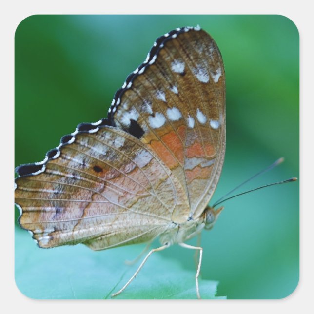 Schöner Danaus Plexippus Butterfly auf dem Leaf. Quadratischer Aufkleber (Vorderseite)