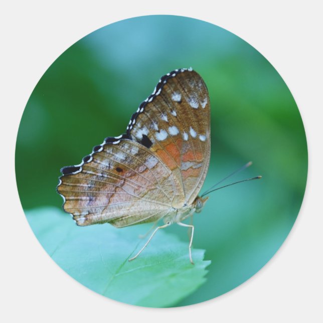 Schöner Danaus Plexippus Butterfly auf dem Leaf. Runder Aufkleber (Vorderseite)