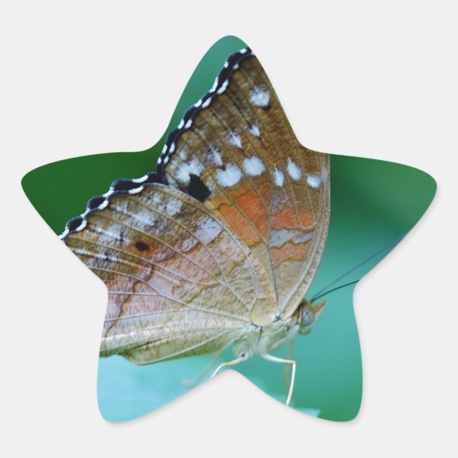 Schöner Danaus Plexippus Butterfly auf dem Leaf. Stern-Aufkleber (Vorderseite)