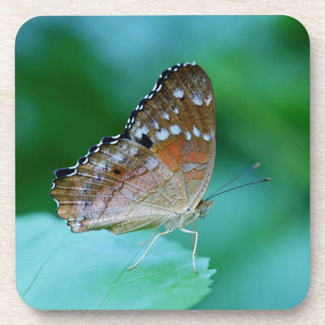 Schöner Danaus Plexippus Butterfly auf dem Leaf. Untersetzer (Vorderseite)