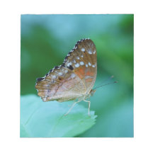 Schöner Danaus Plexippus Schmetterling auf Blatt.