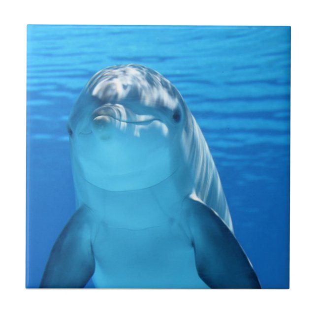 Schöner Delphin Fliese (Vorderseite)