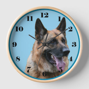 Schöner deutscher Schäferhund, blauer Hintergrund Uhr