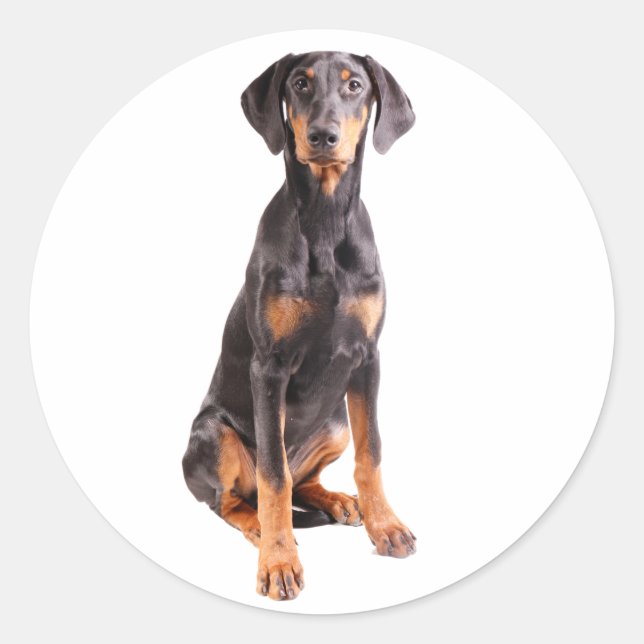 schöner Doberman-Pinscher Runder Aufkleber (Vorderseite)