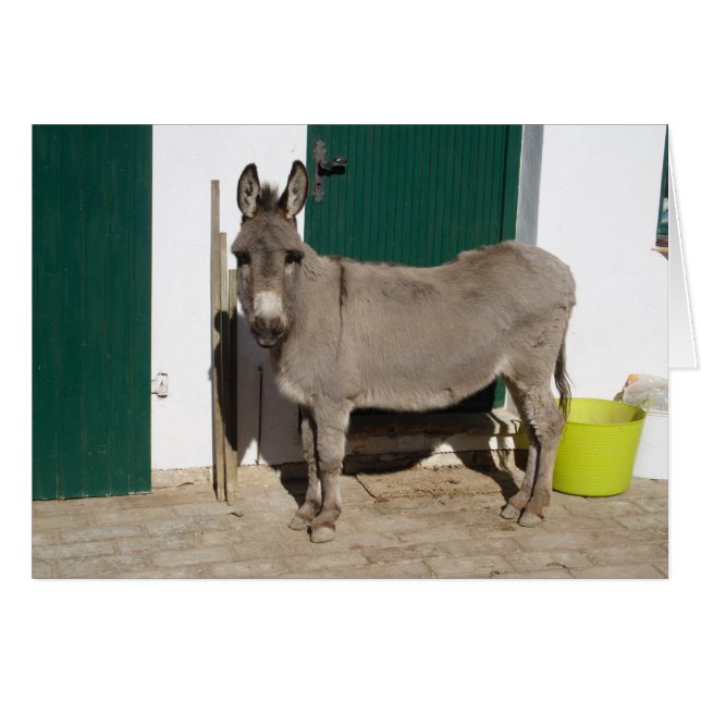 Schöner Donkey (Vorderseite (Horizontal))